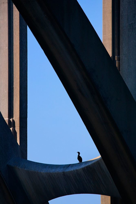 Picture of OREGON-NEWPORT CORMORANT RESTING ON SUPPORT BEAM OF YAQUINA BAY BRIDGE