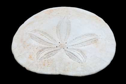 Picture of OREGON SAND DOLLAR CLOSE-UP