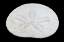 Picture of OREGON SAND DOLLAR CLOSE-UP