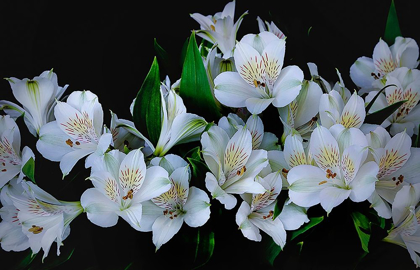 Picture of OREGON-COOS BAY WHITE PERUVIAN LILIES CLOSE-UP