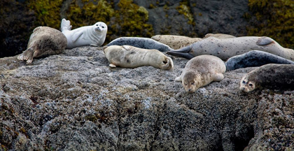 Picture of HARBOR SEALS NAPPING ON THE ROCKS-BEACH AT BANDON-OREGON