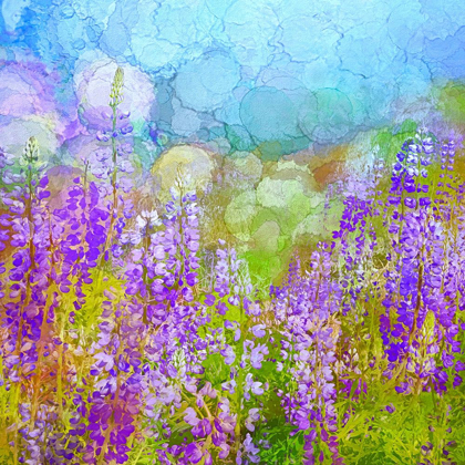 Picture of CALIFORNIA-REDWOOD NATIONAL PARK ABSTRACT OF LUPINE FLOWERS IN FOG