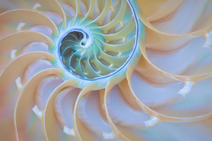 Picture of OREGON CLOSE-UP DETAIL OF NAUTILUS SHELL