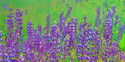 Picture of CALIFORNIA-REDWOOD NATIONAL PARK ABSTRACT OF LUPINE FLOWERS