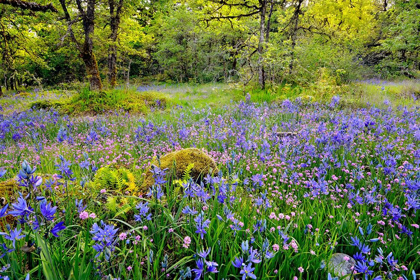 Picture of OREGON-CAMASSIA NATURAL AREA FIELD WITH BLUE AND PINK FLOWERS