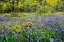 Picture of OREGON-CAMASSIA NATURAL AREA FIELD WITH BLUE AND PINK FLOWERS