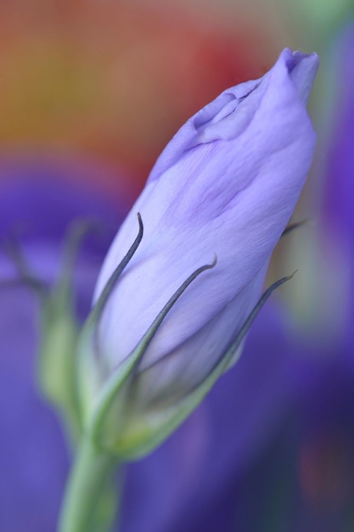 Picture of OREGON-PORTLAND CLOSE-UP OF LISIANTHUS FLOWER BUD