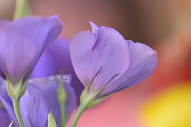 Picture of OREGON-PORTLAND CLOSE-UP OF LISIANTHUS FLOWERS AND BUD