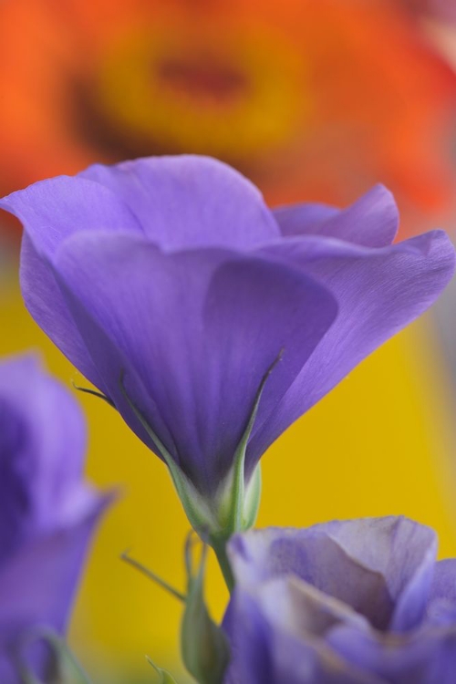 Picture of CLOSE-UP OF LISIANTHUS BLOOM IN PORTLAND-OREGON