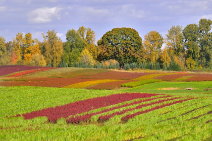 Picture of OREGON-SAUVIE ISLAND ROWS OF CROPS ON FARM