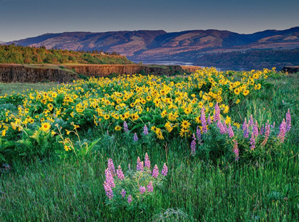 Picture of LUPINE AND BALSAMROOT WILDFLOWERS AT COLUMBIA RIVER GORGE NEAR HOOD RIVER-OREGON