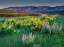 Picture of LUPINE AND BALSAMROOT WILDFLOWERS AT COLUMBIA RIVER GORGE NEAR HOOD RIVER-OREGON