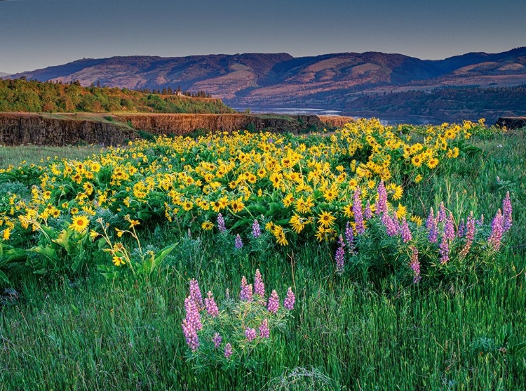 Picture of LUPINE AND BALSAMROOT WILDFLOWERS AT COLUMBIA RIVER GORGE NEAR HOOD RIVER-OREGON