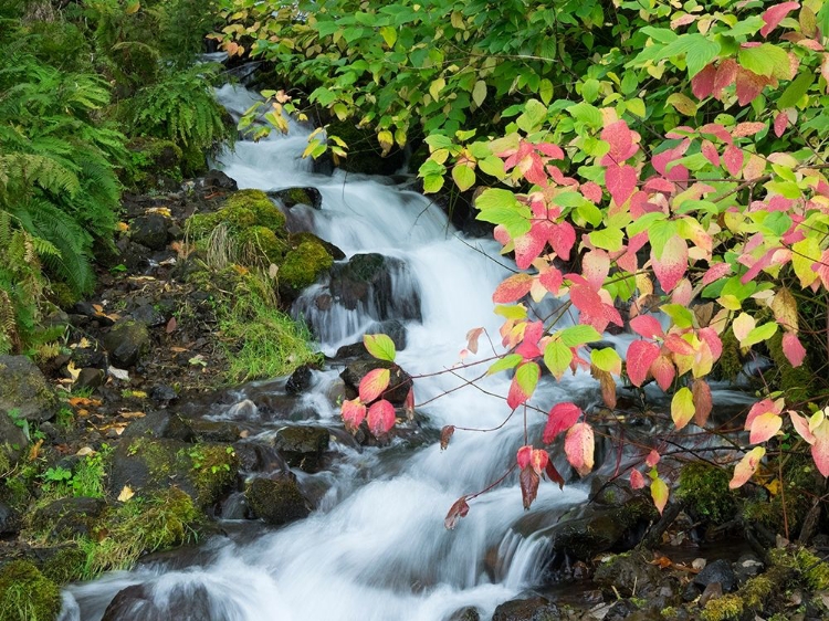 Picture of OR-COLUMBIA RIVER GORGE NATIONAL SCENIC AREA-WAHKEENA CREEK