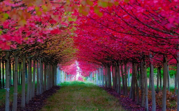 Picture of OREGON-FOREST GROVE A GROVE OF TREES IN FULL AUTUMN RED