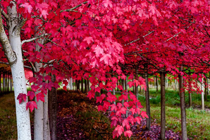 Picture of OREGON-FOREST GROVE A GROVE OF TREES IN FULL AUTUMN RED