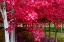 Picture of OREGON-FOREST GROVE A GROVE OF TREES IN FULL AUTUMN RED