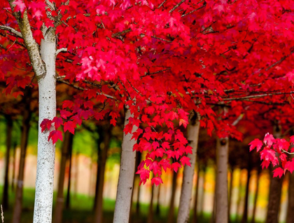 Picture of OREGON-FOREST GROVE A GROVE OF TREES IN FULL AUTUMN RED