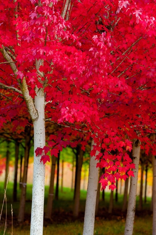 Picture of OREGON-FOREST GROVE A GROVE OF TREES IN FULL AUTUMN RED