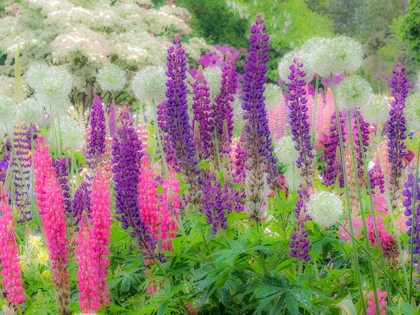 Picture of OREGON-SALEM-GARDEN PLANTED WITH RUSSEL LUPINE AND ALLUM