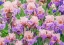 Picture of OREGON-SALEM-BEARDED IRIS SPRINGTIME BLOOM