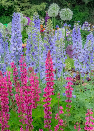 Picture of OREGON-SALEM SPRINGTIME GARDEN WITH LUPINE-ALLUM AND DELPHINIUM