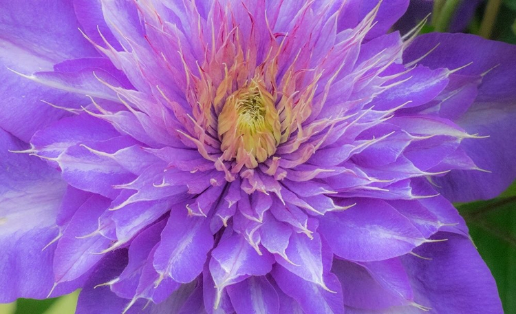 Picture of OREGON-SALEM CLOSE-UP OF PURPLE BLOOMING CLEMATIS FLOWER