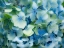 Picture of OREGON-CANNON BEACH-NORTHWEST HYDRANGEA BLOSSOM