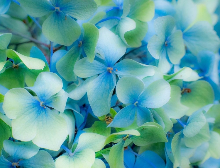 Picture of OREGON-CANNON BEACH-NORTHWEST HYDRANGEA BLOSSOM