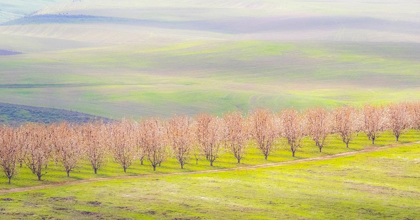 Picture of OREGON-THE DALLES-ORCHARD JUST SOUTH OF THE DALLES CHERRY TREES