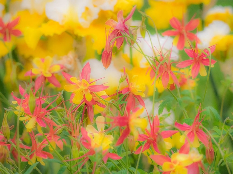 Picture of OREGON-SALEM-COLUMBINE IN DISPLAY GARDEN