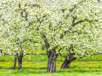 Picture of OREGON-HOOD RIVER-SPRING BLOOMING APPLE TREE ORCHARD
