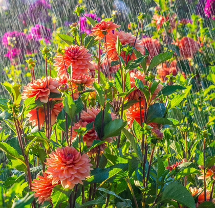 Picture of OREGON-CANBY-SWAM ISLAND DAHLIAS-WATER COMING DOWN ON FLOWERS