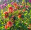 Picture of OREGON-CANBY-SWAM ISLAND DAHLIAS-WATER COMING DOWN ON FLOWERS