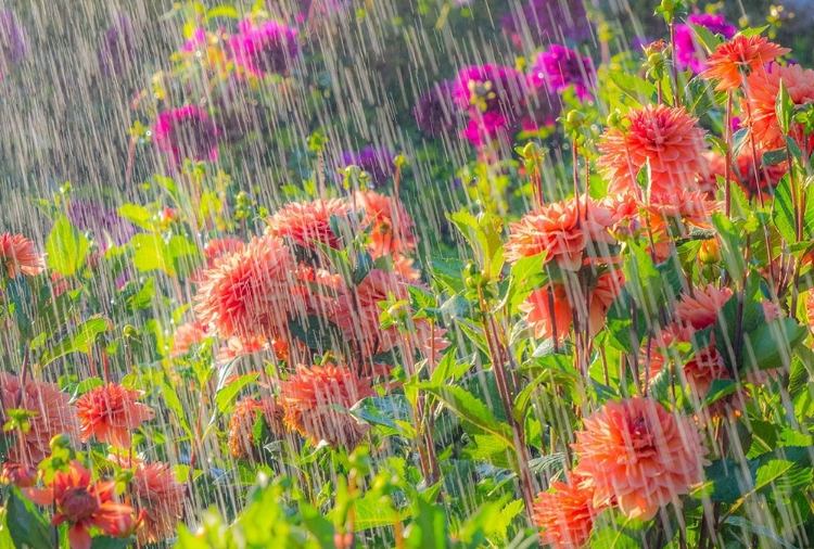 Picture of OREGON-CANBY-SWAM ISLAND DAHLIAS-WATER COMING DOWN ON FLOWERS