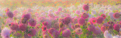 Picture of OREGON-CANBY-SWAM ISLAND DAHLIAS-WATER COMING DOWN ON FLOWERS