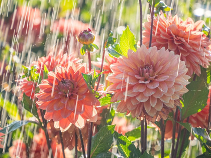 Picture of OREGON-CANBY-SWAM ISLAND DAHLIAS-WATER COMING DOWN ON FLOWERS