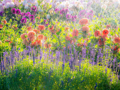 Picture of OREGON-CANBY-SWAM ISLAND DAHLIAS-WATER COMING DOWN ON FLOWERS