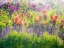 Picture of OREGON-CANBY-SWAM ISLAND DAHLIAS-WATER COMING DOWN ON FLOWERS