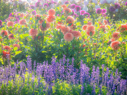 Picture of OREGON-CANBY-SWAM ISLAND DAHLIAS-WATER COMING DOWN ON FLOWERS