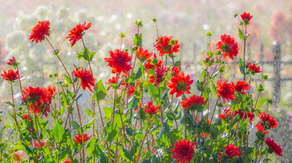 Picture of OREGON-CANBY-SWAM ISLAND DAHLIAS-WATER COMING DOWN ON FLOWERS