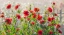 Picture of OREGON-CANBY-SWAM ISLAND DAHLIAS-WATER COMING DOWN ON FLOWERS