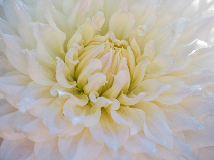 Picture of OREGON-CANBY-SWAM ISLAND DAHLIAS-DAHLIA FLOWER CLOSE-UPS