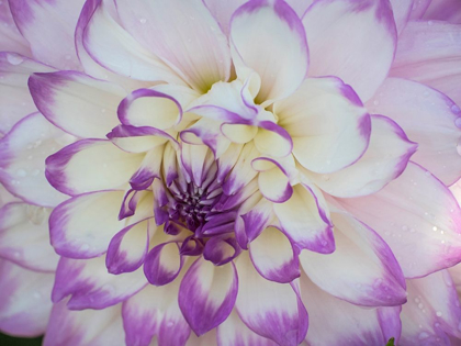 Picture of OREGON-CANBY-SWAM ISLAND DAHLIAS-DAHLIA FLOWER CLOSE-UPS