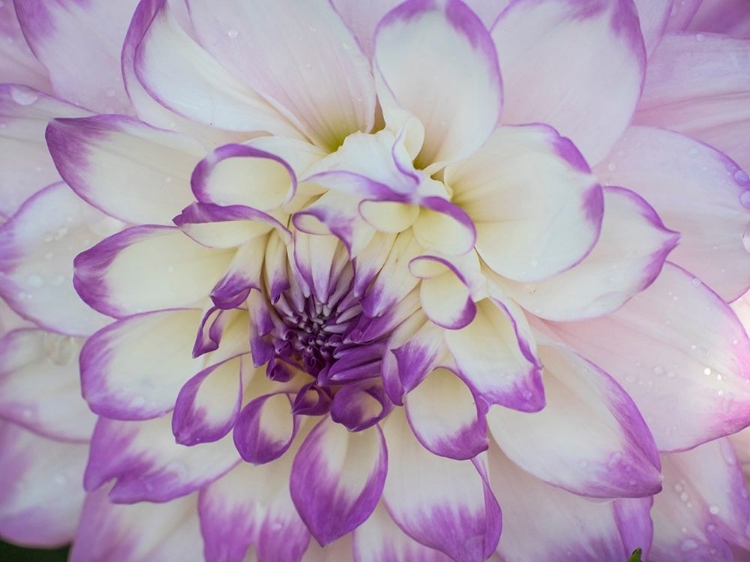 Picture of OREGON-CANBY-SWAM ISLAND DAHLIAS-DAHLIA FLOWER CLOSE-UPS