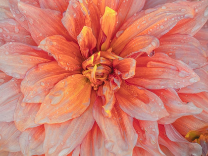 Picture of OREGON-CANBY-SWAM ISLAND DAHLIAS-DAHLIA FLOWER CLOSE-UPS