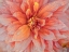 Picture of OREGON-CANBY-SWAM ISLAND DAHLIAS-DAHLIA FLOWER CLOSE-UPS