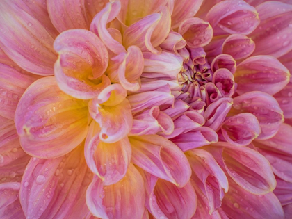 Picture of OREGON-CANBY-SWAM ISLAND DAHLIAS-DAHLIA FLOWER CLOSE-UPS