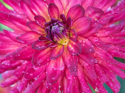 Picture of OREGON-CANBY-SWAM ISLAND DAHLIAS-DAHLIA FLOWER CLOSE-UPS