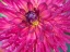 Picture of OREGON-CANBY-SWAM ISLAND DAHLIAS-DAHLIA FLOWER CLOSE-UPS